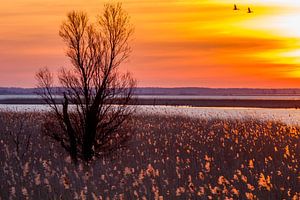 Oostvaardersplassen at dawn sur AGAMI Photo Agency