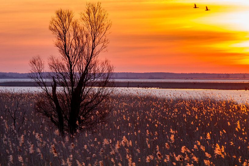 Oostvaardersplassen at dawn by AGAMI Photo Agency