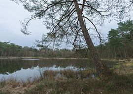 Dwingelderveld - Drenthe (Netherlands) by Marcel Kerdijk