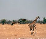 Vulture and African Giraffe in Namibia, Africa by Patrick Groß thumbnail