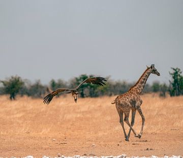 Gier en Afrikaanse giraf in Namibië, Afrika van Patrick Groß