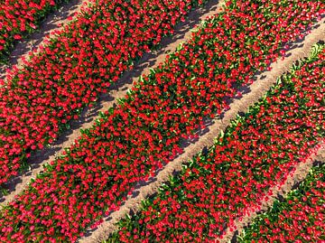 Rode tulpen in akkers van bovenaf gezien van Sjoerd van der Wal