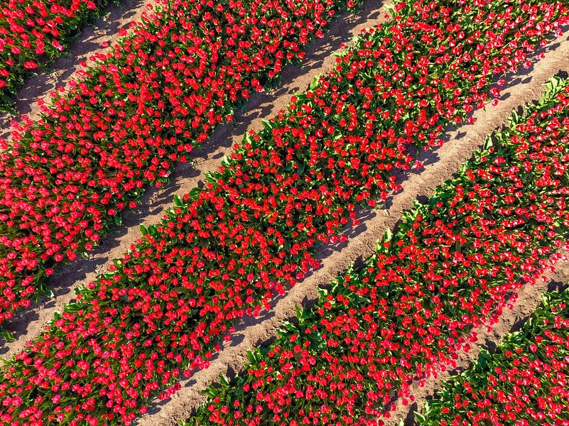 Rode tulpen in akkers van bovenaf gezien van Sjoerd van der Wal Fotografie