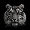 dramatisch zwart witte portret foto weergave van het hoofd van een tijger die recht in de camera kijkt van Margriet Hulsker