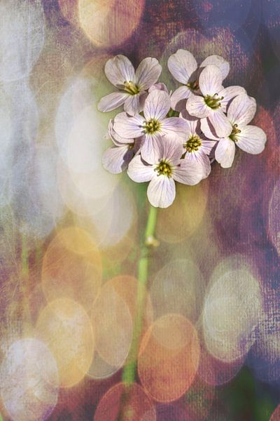 Le pouvoir des fleurs par Frans Nijland