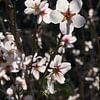 Bright white almond blossoms in sunlight by Adriana Mueller