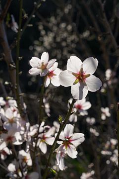 Fleurs d'amandier blanc brillant au soleil