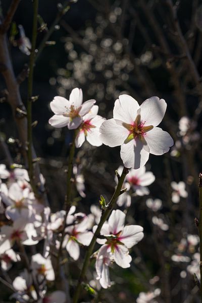Fleurs d'amandier blanc brillant au soleil par Adriana Mueller