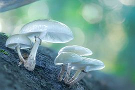 Beringte Schleimrüblinge in Gentwald von Maarten Trybou