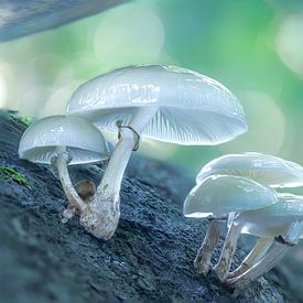 Mucidules visqueuses dans la fôret de Gand sur Maarten Trybou