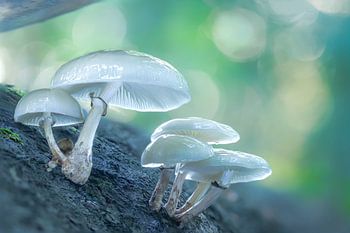 Beringte Schleimrüblinge in Gentwald