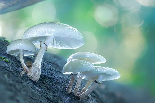 Mucidules visqueuses dans la fôret de Gand