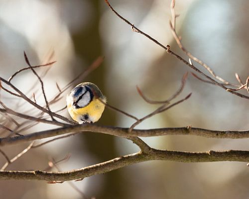 Mésange bleue dans le soleil du matin