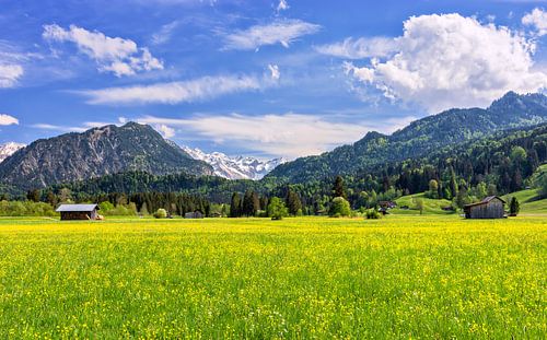 Prairie de printemps dans l'Allgäu