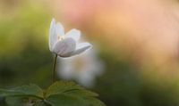 Witte bosanemoon in lentekleuren van Birgitte Bergman thumbnail