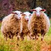 Hoog Buurlo et les moutons. sur Frans Van der Kuil