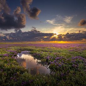 Mirroring and flowering sea lavender by Andy Luberti