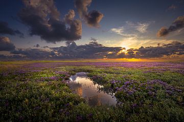 Mirroring and flowering sea lavender