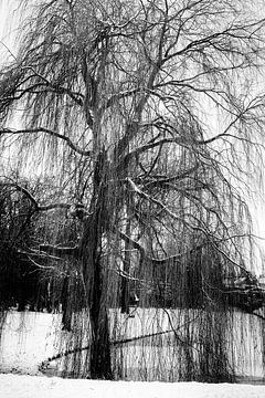 Winterzeit in Schwarz und Weiß