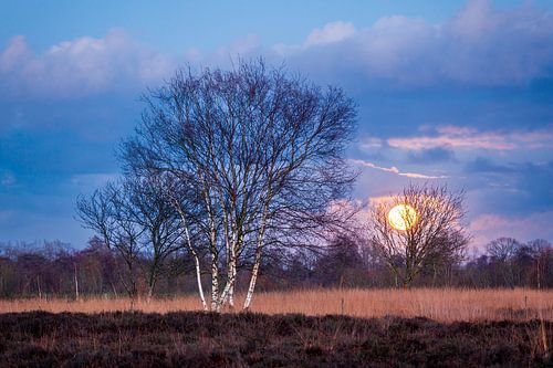 The full moon rises over the heathland at Trimunt in the province of Groningen, Netherlands