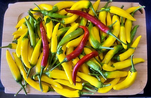 Couleur chili