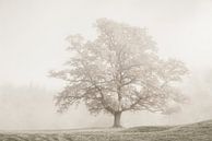 I stand in my power by Lars van de Goor thumbnail