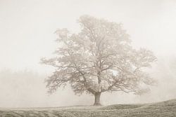 ik sta in mijn kracht