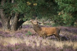 Rothirsch *Cervus elaphus*, Drohverhalten