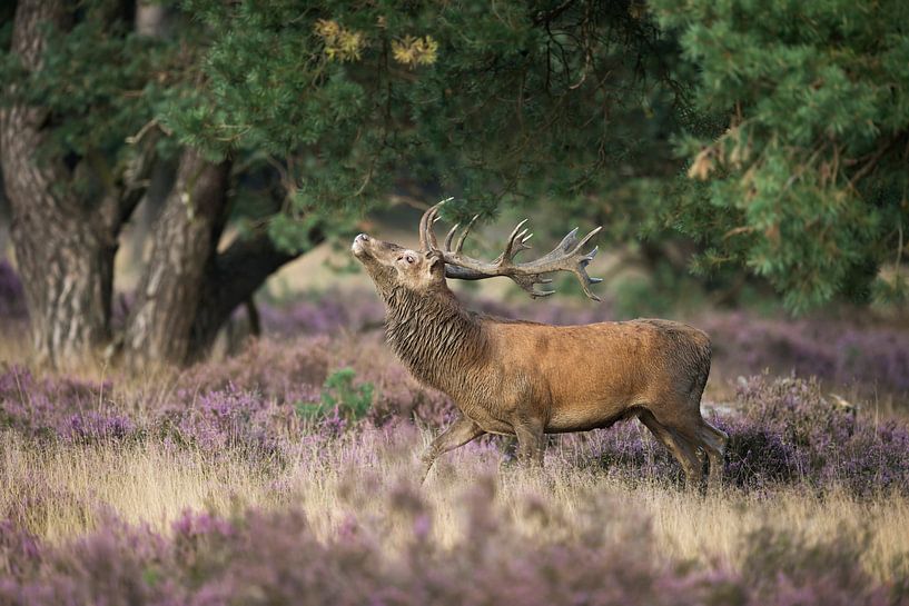 Rothirsch *Cervus elaphus*, Drohverhalten von wunderbare Erde