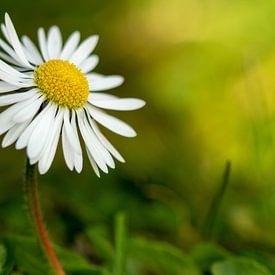 Spring Daisy by Irene Lommers