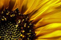 SonnenBlumen