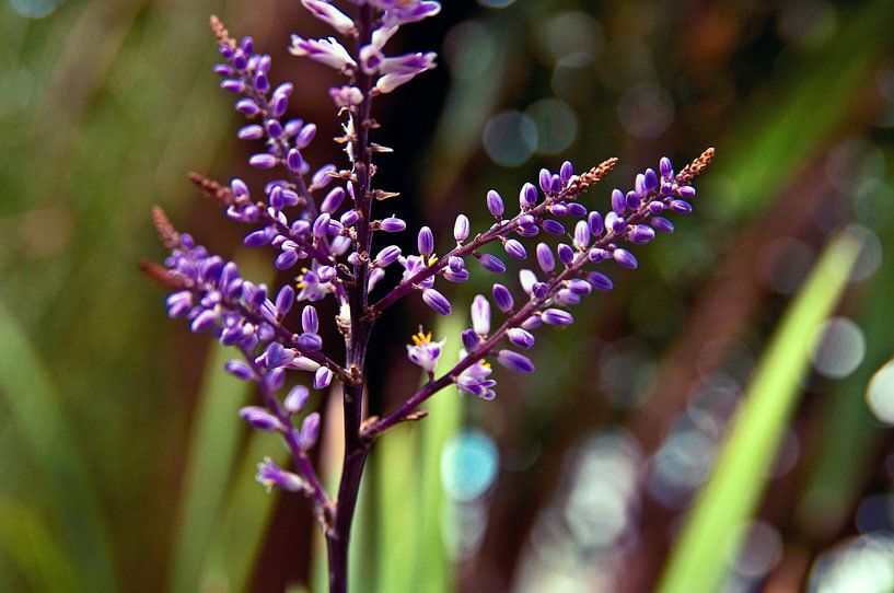 Floraler, frühlingshafter Traum im Botanischen Garten von Silva Wischeropp