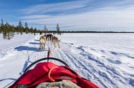 Hondenslee in lapland, prachtige lucht. (huskyhondentocht) van Michael Bollen thumbnail