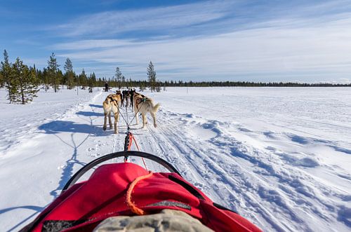 Hondenslee in lapland, prachtige lucht. (huskyhondentocht)