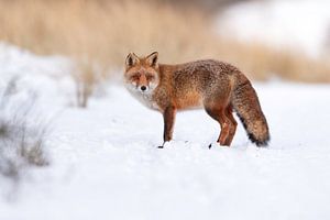 Renard dans la neige sur Larissa Rand