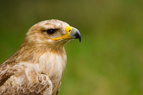 Raubadler-Portrait