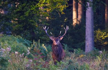 der Hirsch von benjamin Gilson