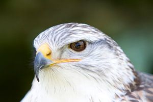 Roofvogel van Guido Akster