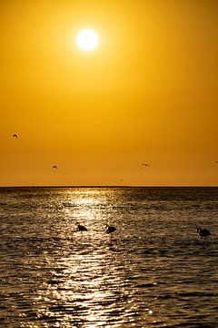 Flamingos at sunset in Walvis Bay Namibia, Africa by Patrick Groß