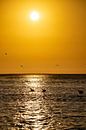 Flamingos at sunset in Walvis Bay Namibia, Africa by Patrick Groß thumbnail