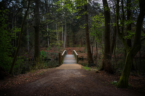 Holzbrücke führt über einen Fluss in einem Nadelmischwald mit dunklen Buchenstämmen und den ersten g
