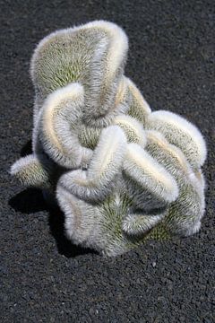 Cactus van KH van Timmeren