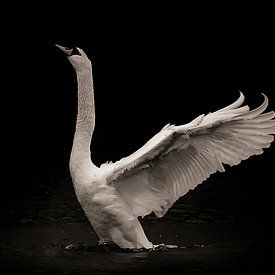 ‘Embraced in Trust’ Dancing Swan by Foto Studio Labie
