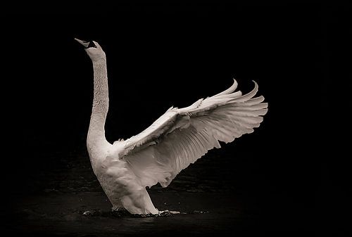 Cygne « Enveloppé de confiance » 3 sur Foto Studio Labie