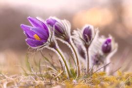 cowbell by Thomas Herzog