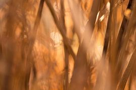 Dawn (orange sunrise between leaves and branches) by Birgitte Bergman