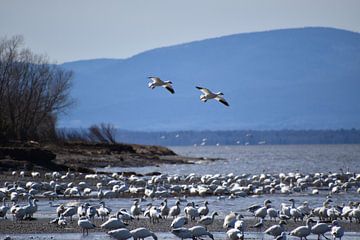 Snow geese on the river by Claude Laprise