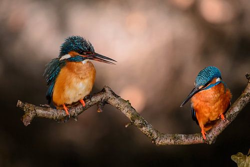 IJsvogel - Kingfisher