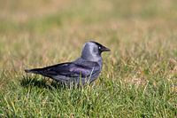 A jackdaw on the ground in the grass