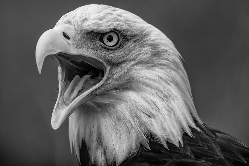 Amerikaanse Zeearend van Adriaan Westra